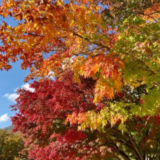 Fall in Seoraksan, South Korea 🍁🇰🇷