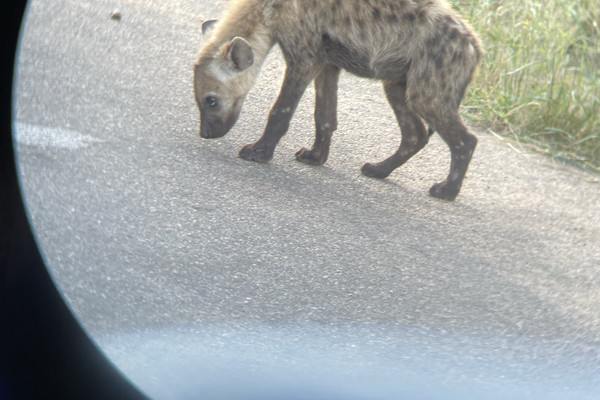 Kruger National ParkTrip.com Mopani
