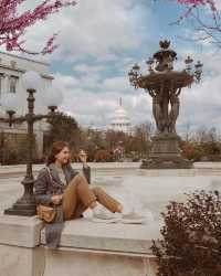 Capitol Beauty Amidst Cherry Blossoms