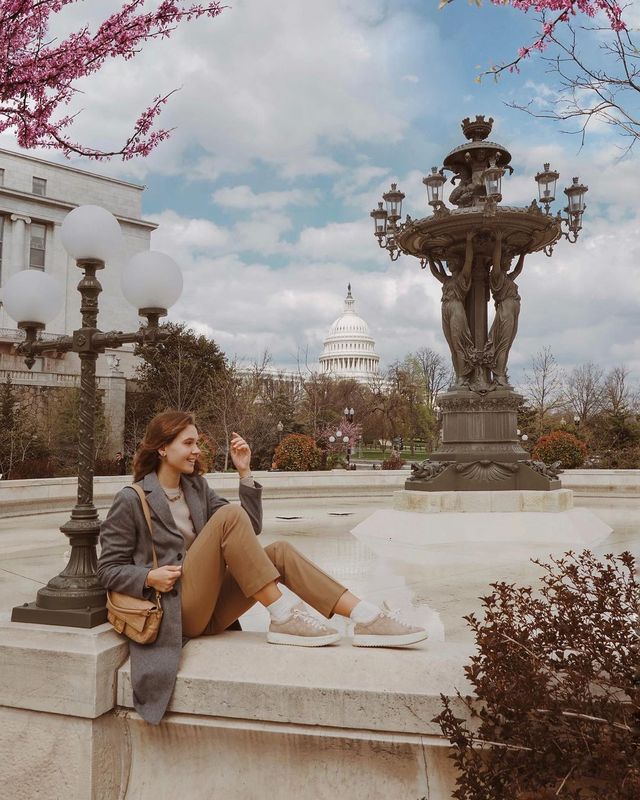 Capitol Beauty Amidst Cherry Blossoms