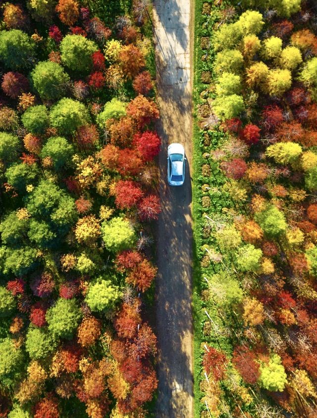 今年秋天，一定要去看合肥的紅杉林，抓住秋天的尾巴！