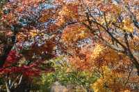 青島八大關異國建築群在色彩斑斕的閃爍下更加奪目迷人