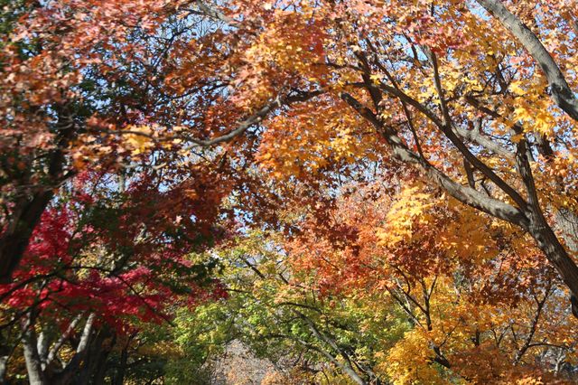 青島八大關異國建築群在色彩斑斕的閃爍下更加奪目迷人 青島八大關異國建築群在色彩斑斕的閃爍下更加奪目迷人