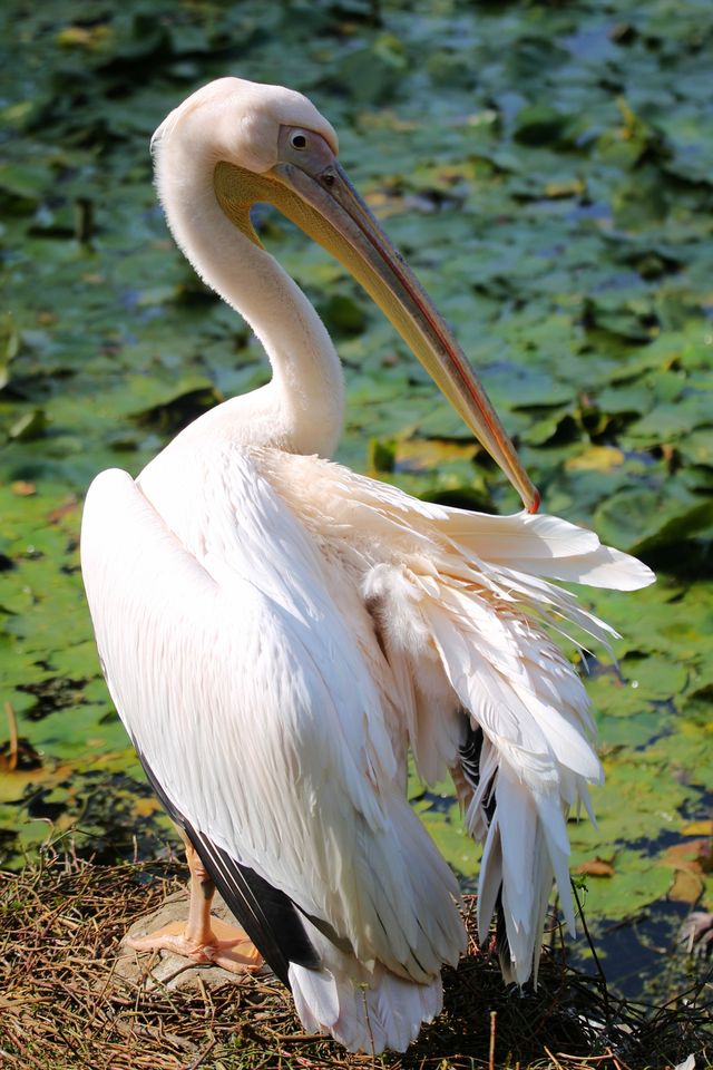 南京紅山森林動物園，秋色怡人