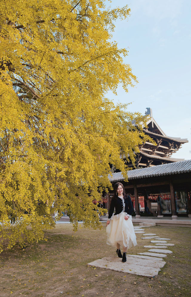 為了這顆900年的銀杏樹，二刷濮院古鎮