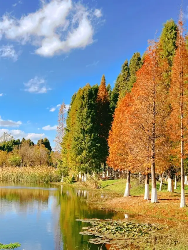 Kunming Haihong Wetland Park Task