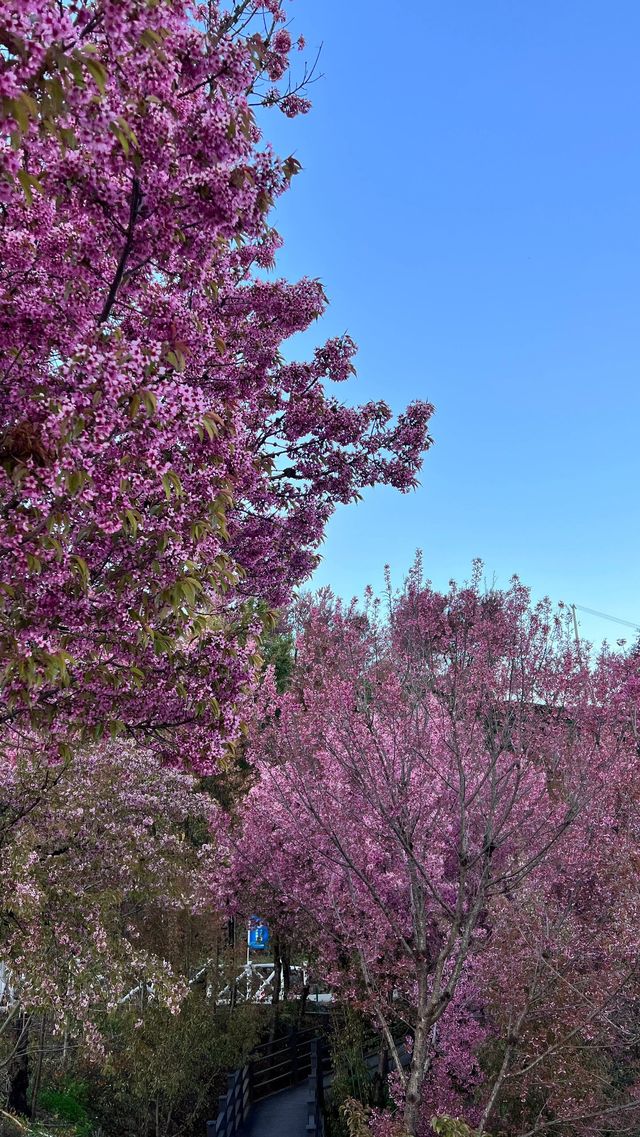在大理｜無量山的櫻花已經盛開，絕美！速來！|||