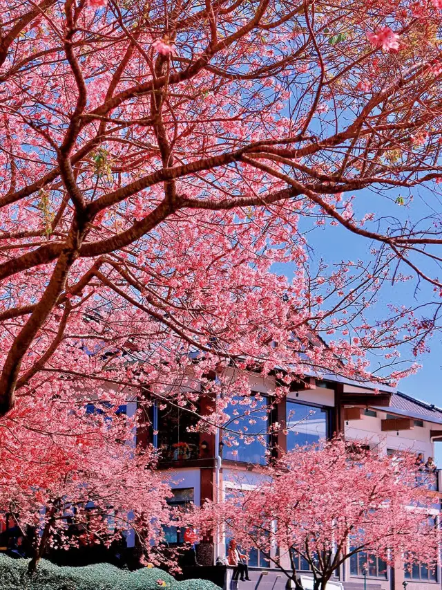 You don't have to go to Japan, Fujian also has a cherry blossom garden hidden in the comics