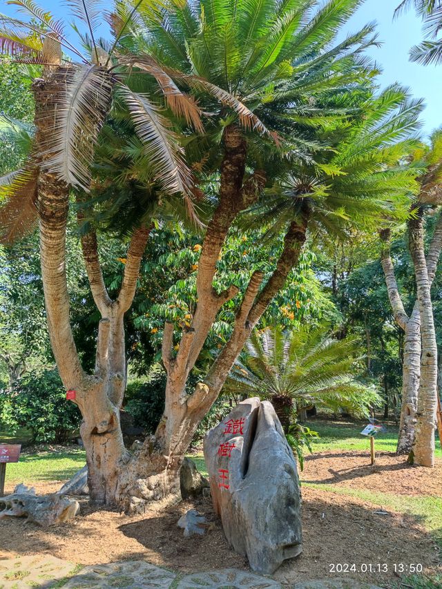 西雙版納中科院植物園，告莊出發攻略