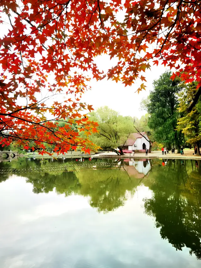 สุดท้ายที่ฉันได้รับจากเซี่ยงไฮ้ - สวนสาธารณะกงชิงสวยงามเหมือนภาพวาด
