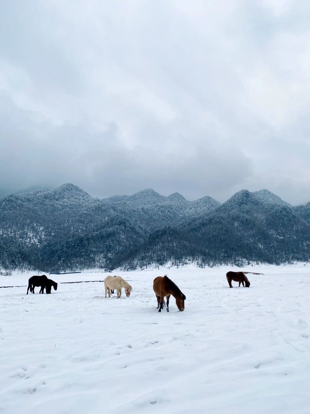 重慶巫溪紅池壩｜遠離喧囂與嘈雜的水墨雪景