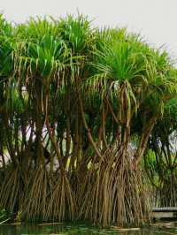 雲南西雙版納 | 一起漫遊中科院植物園吧