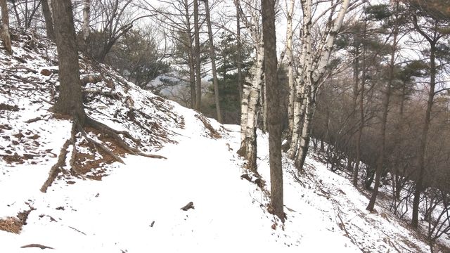 飛雪灑蘆如銀箭，莫道雁群落群雁