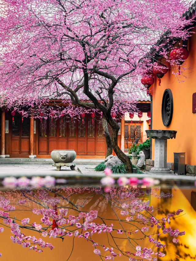 看遍江南梅花，還是覺得鐵佛寺百年梅花最驚艷！！！