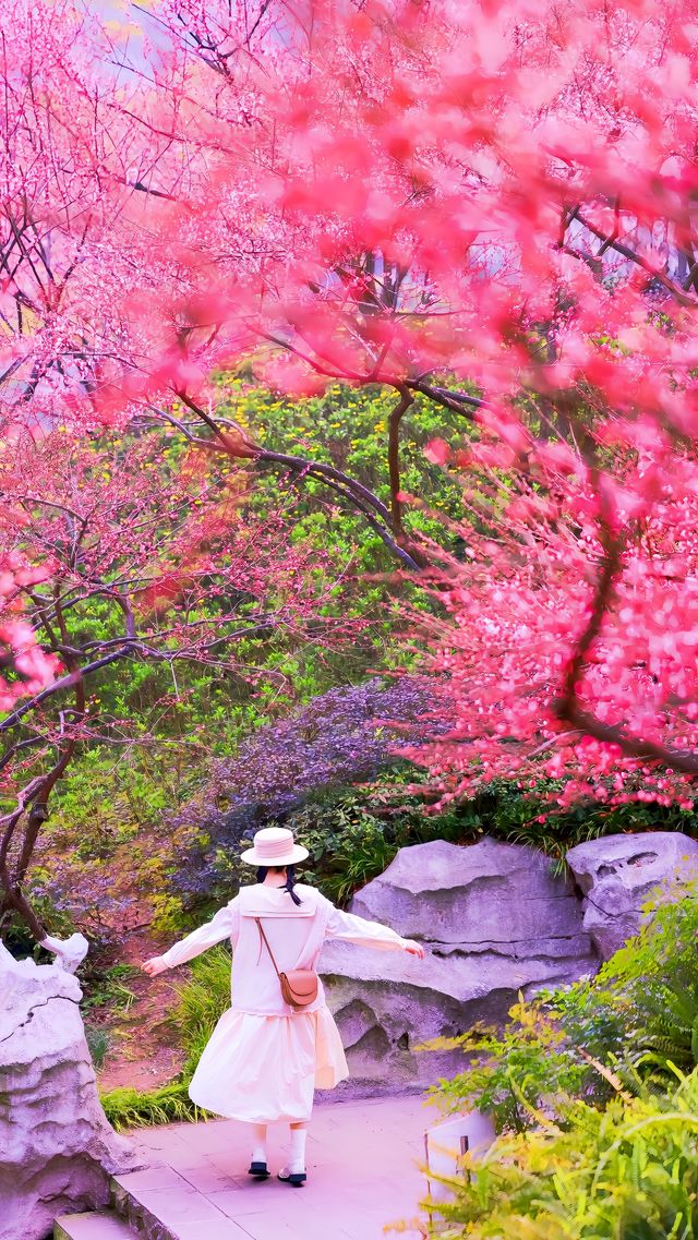 重慶春日賞花彩雲湖畔梅花盛放~攻略