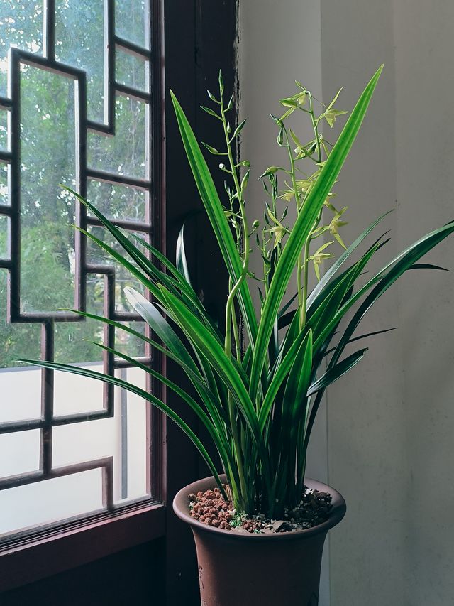 春節去了趟於山蘭花展，以為到了仙境