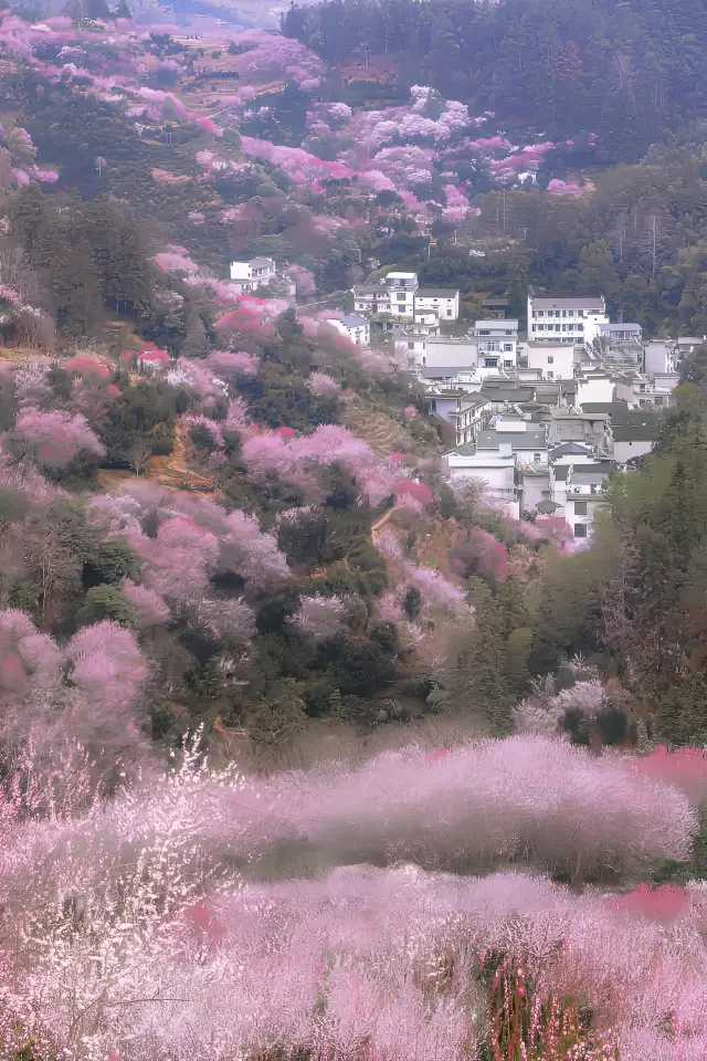 賣花漁村|美到失語的世外梅源安徽