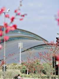 合肥拍梅花機位推薦！天鵝湖公園遙遙領先