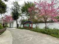屏山公園賞櫻