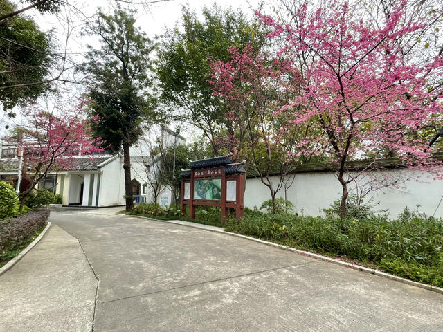 屏山公園賞櫻