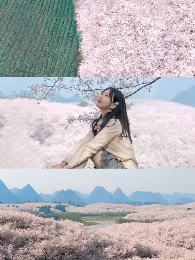 Guizhou's cherry blossom forest, spanning thousands of acres, is about to bloom!