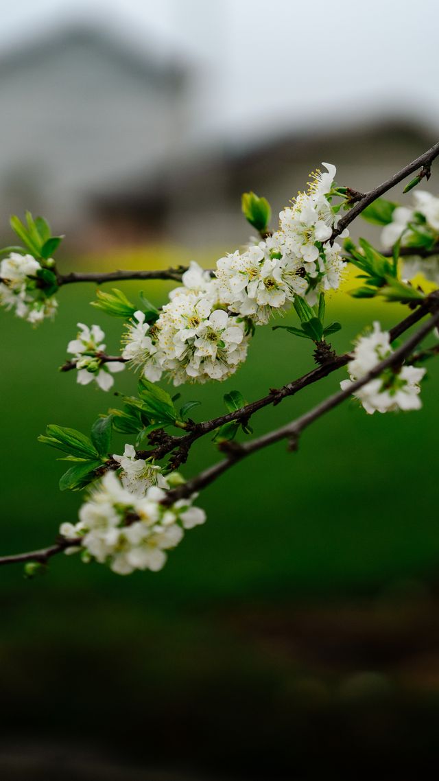 探秘：芷江也有春日賞花的人間仙境！