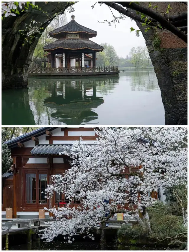 The only downside: Only available in Hangzhou | West Lake Cherry Blossom Viewing Route