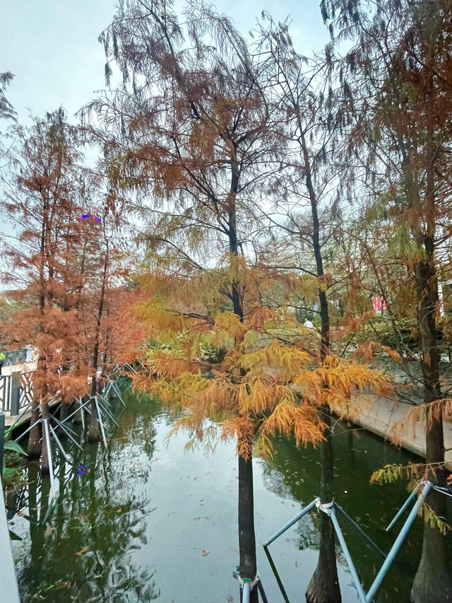 流花湖公園到底值不值得去呢？