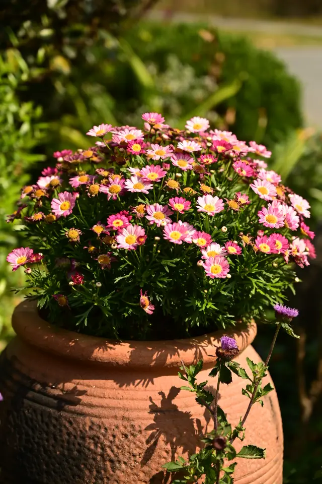 東莞植物園 花團錦簇之地