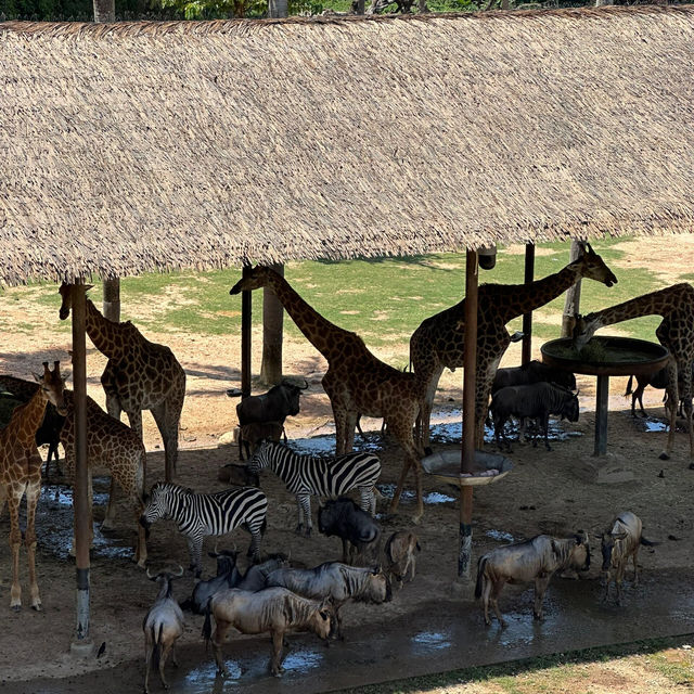 長隆野生動物園攻略來啦