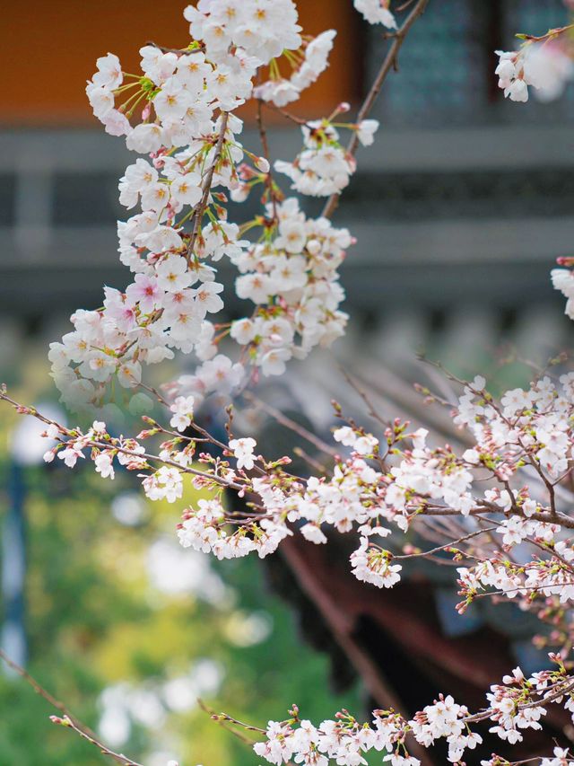 春遊武漢：探秘龍華寺的小眾櫻花美景