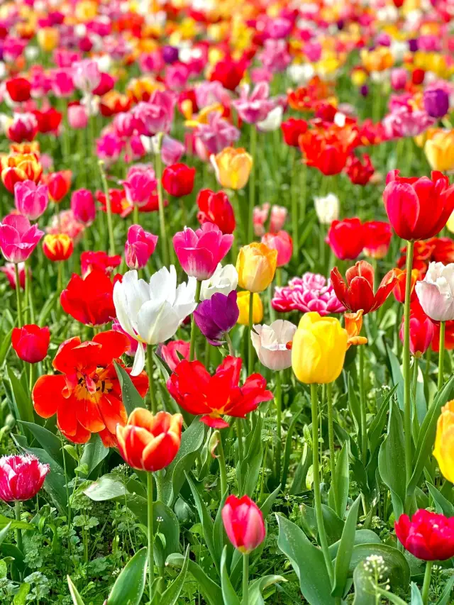 上海逛 | 郁金香：我想開啦