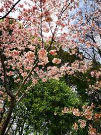 春日顶流的靜安雕塑公園櫻花季