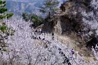 登春山！我願意稱這裡為北京春日桃花天花板