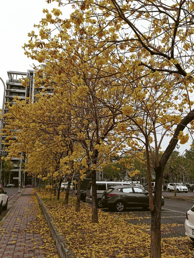 台中北屯黃色，粉色風鈴花