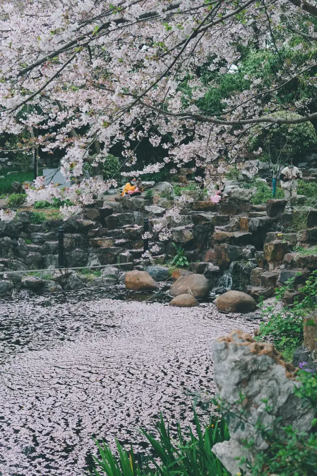 The most beautiful cherry blossom rain in the Magic City this spring~