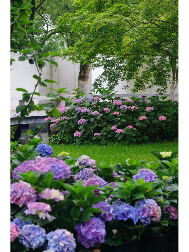 寧波綠島公園幾千株繡球花展開始