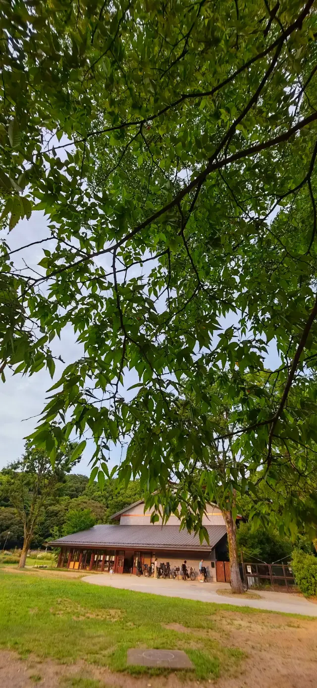 【夏日東京綠】代代木公園：《東愛》告白地，多一些噴霧更涼意