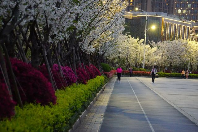 杭州春日賞花新時尚：杭州濱江“最美櫻花跑道”夜遊賞櫻攻略來了