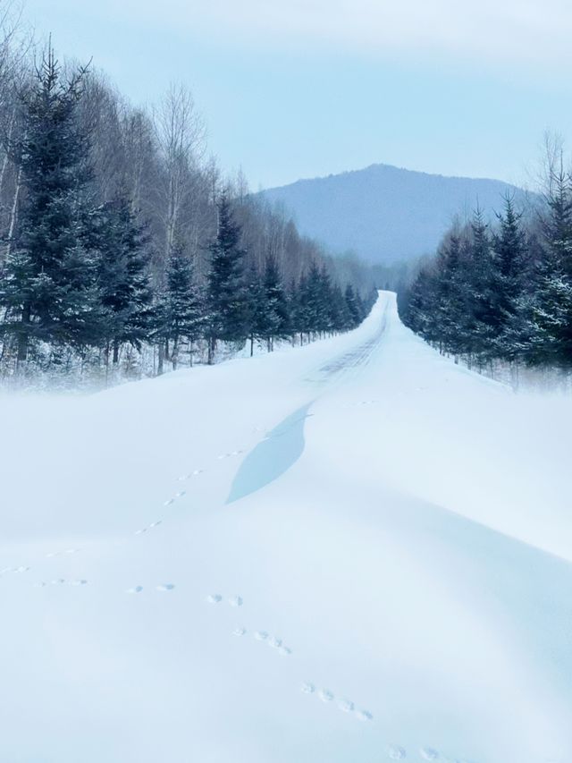 銀碗盛雪，共赴雪後鳳凰山