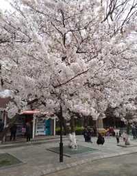 青島中山公園每年一度賞花季旅遊攻略
