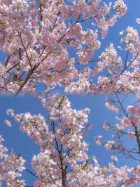 原以為辰山櫻花夠美了直到去了這裡