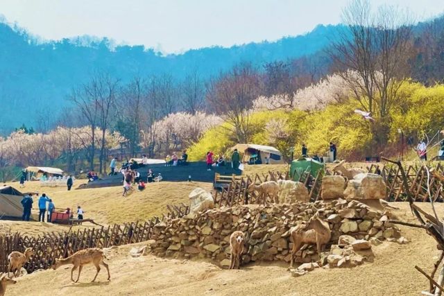 青島的春天森林野生動物世界美爆了