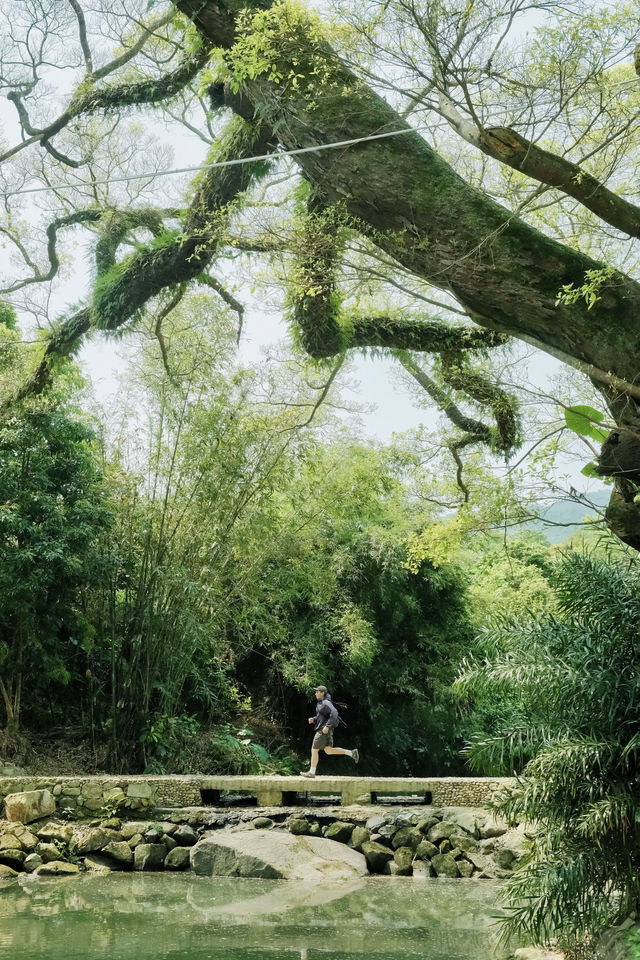 廈門周邊遊｜啊啊啊這該死的樹張力！！！