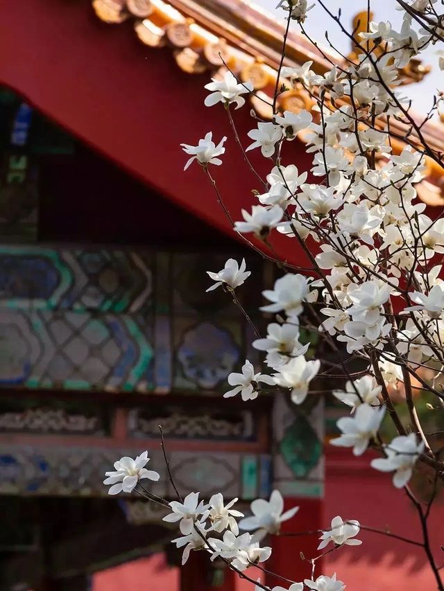 Spring Majesty at the Palace Museum🌸🏰