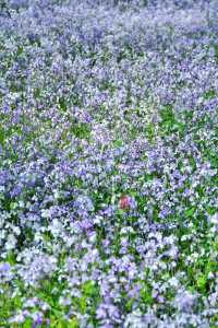 Beijing | An annual spectacle of this romantic and gentle sea of purple flowers is not to be missed.