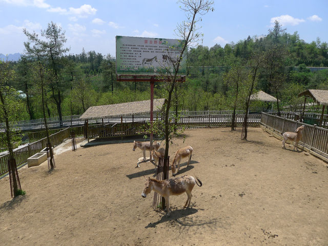 貴州第一動物王國——貴陽森林野生動物園