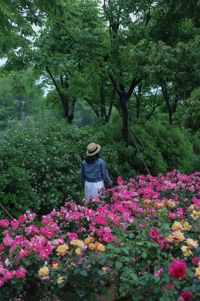 五月的浪漫是宁波植物園給的！！！附攻略
