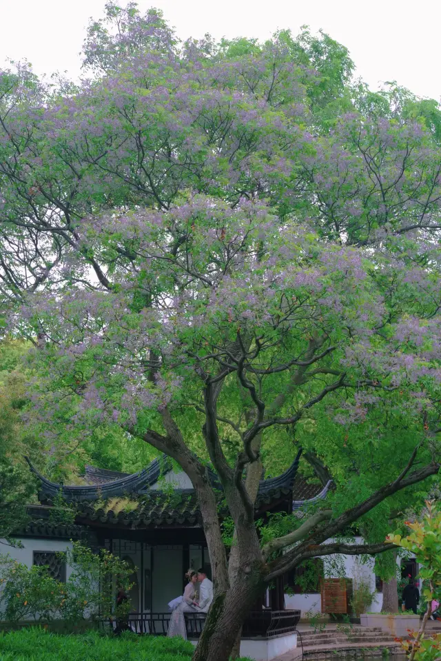 Start of Summer | A breeze of chinaberry flowers marks the end of spring affairs for the year