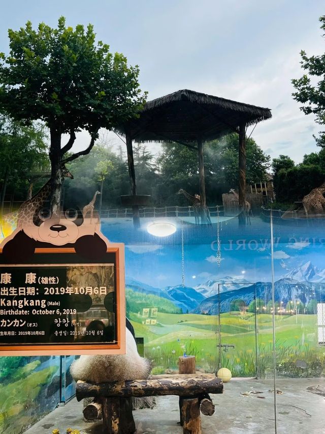 上海野生動物園超實用攻略 上海野生動物園超實用攻略